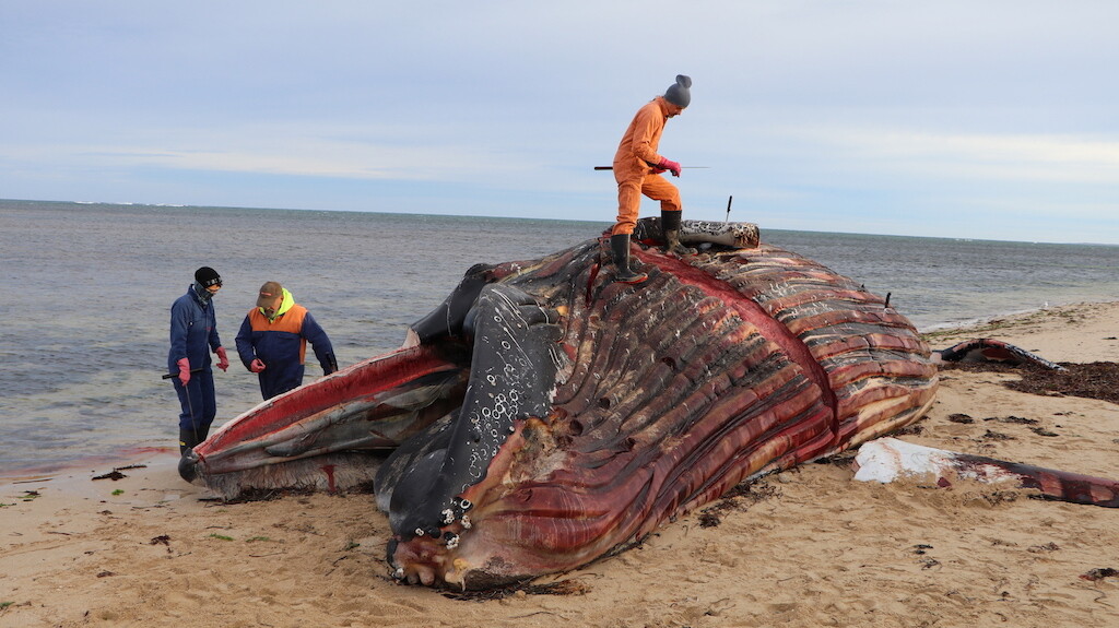 Whale carcass